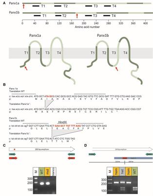 Pannexin 1 Is Critically Involved in Feedback from Horizontal Cells to Cones